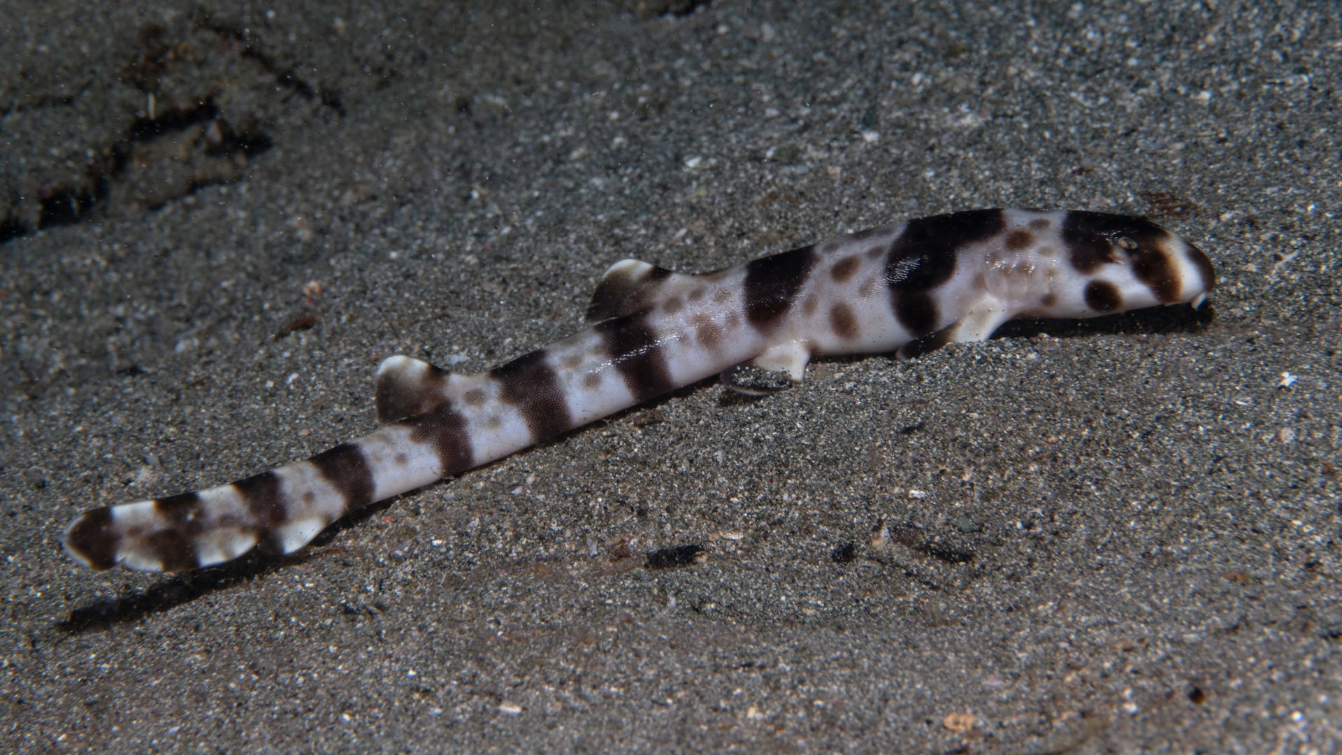 New Guinea walking shark